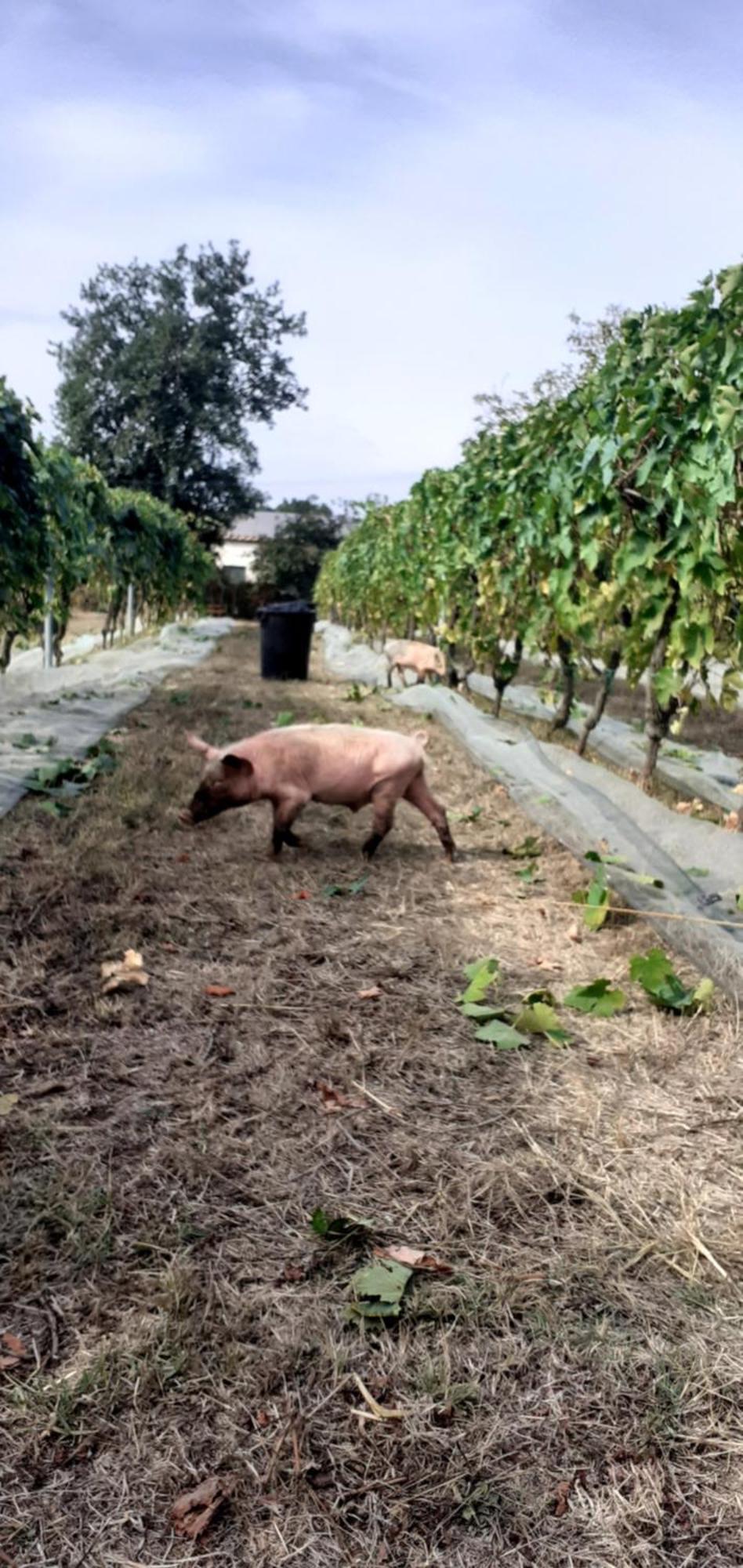Biobagnolese Séjour à la ferme