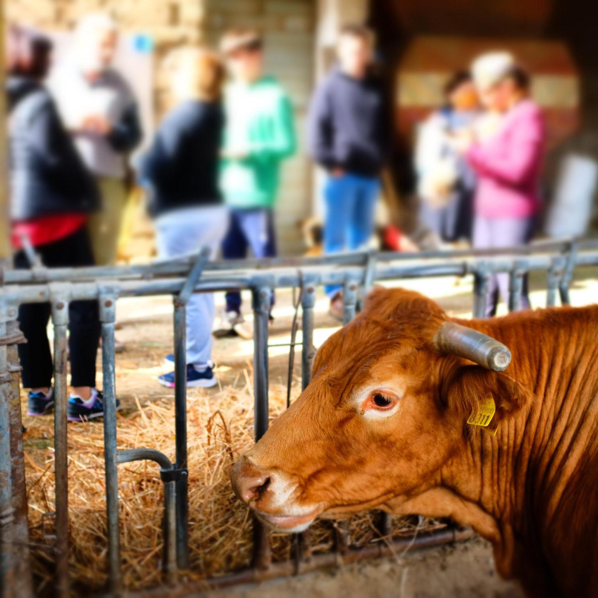 Biobagnolese Séjour à la ferme